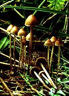 Psilocybe pelliculosa-5.gif